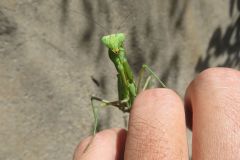 ハラビロカマキリ