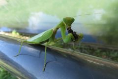 ハラビロカマキリ