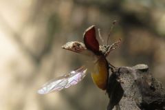 ヒレルクチブトゾウムシ