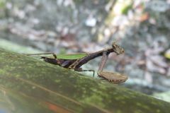 ヒメカマキリ