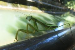 オオカマキリ