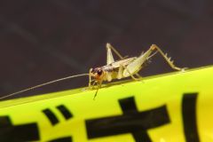 ウスグモスズ