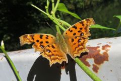 キタテハ