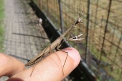 コカマキリ