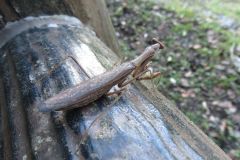 コカマキリ