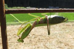 ムネアカハラビロカマキリ