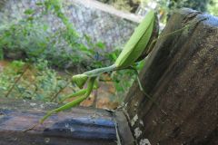 ムネアカハラビロカマキリ