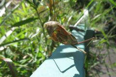 オオカマキリ