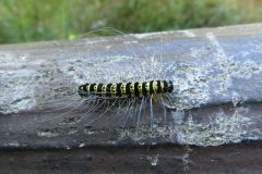 シンジュキノカワガの幼虫