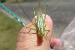ウスイロササキリ