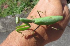 ハラビロカマキリ