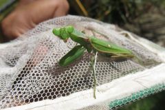 ハラビロカマキリ