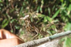 コカマキリ