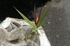 オオカマキリ