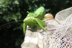 ハラビロカマキリ