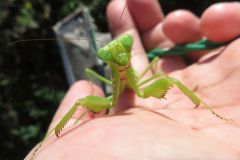 ハラビロカマキリ