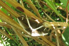 ホソオビアシブトクチバ