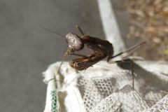 コカマキリ