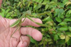 オオカマキリ