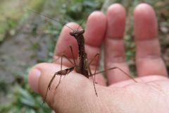 コカマキリ