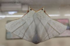 ウスキツバメエダシャク