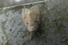 ウスバフタホシコケガ