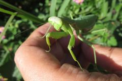 ハラビロカマキリ