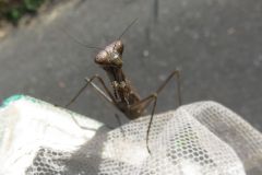 コカマキリ