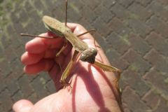 オオカマキリ
