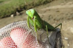 ハラビロカマキリ