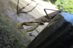 ハラビロカマキリ（褐色型）