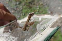 コカマキリ