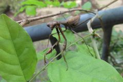 コカマキリ