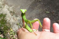 ムネアカハラビロカマキリ