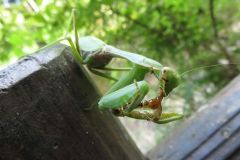 ムネアカハラビロカマキリ