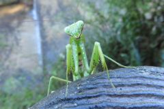 ハラビロカマキリ
