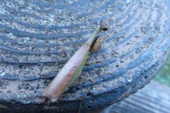 ヒメカマキリ