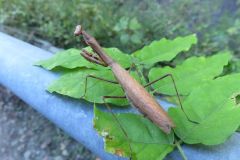 コカマキリ