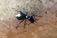 キュウシュウツチハンミョウ