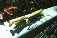 オオカマキリ