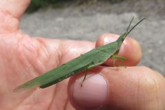 アカハネオンブバッタ