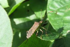 キバラヘリカメムシ