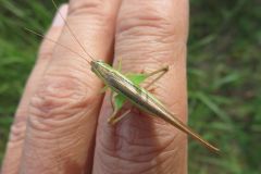 ウスイロササキリ