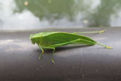 アリガタツユムシ