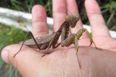 ハラビロカマキリ（褐色型）