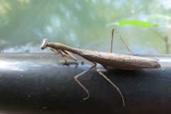 コカマキリ
