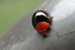 ムネアカオオクロテントウ