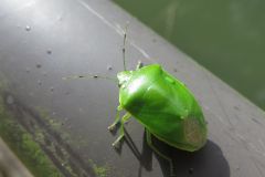 ツヤアオカメムシ