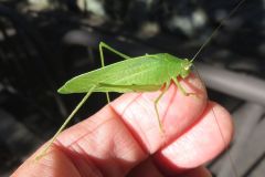 ヒメクダマキモドキ