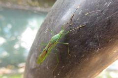 クモヘリカメムシ